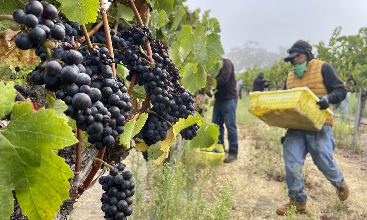 vineyards