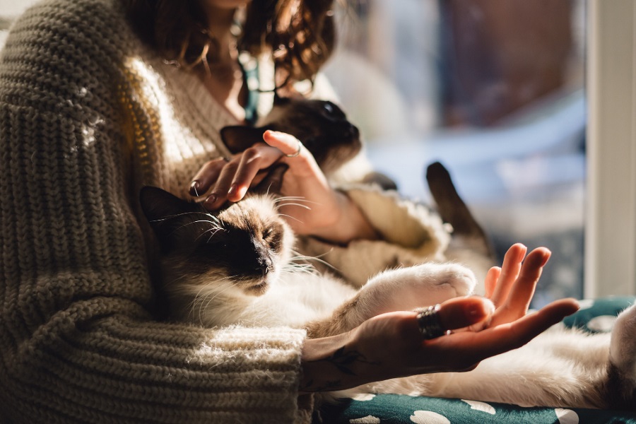 cat-pows-woman-hand