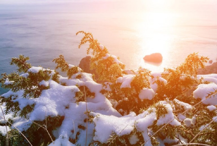 juniper-branches-cones-snow-ice-illuminated-by-sunlight-juniperus-oxycedrus-winter-