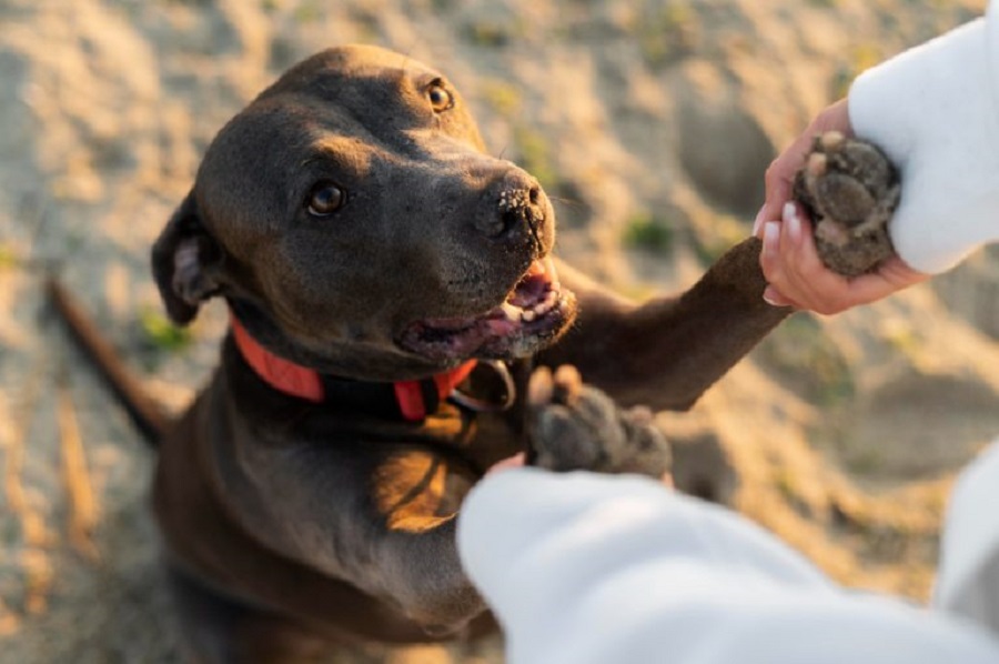 young-woman-enjoying-some-time-with-her-dog-