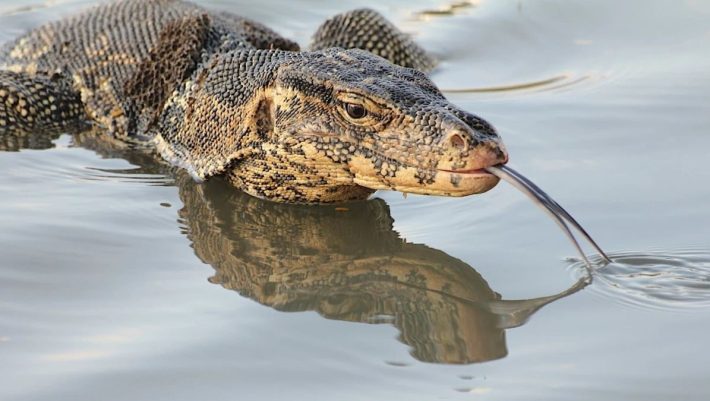 monitor-lizard-710x401