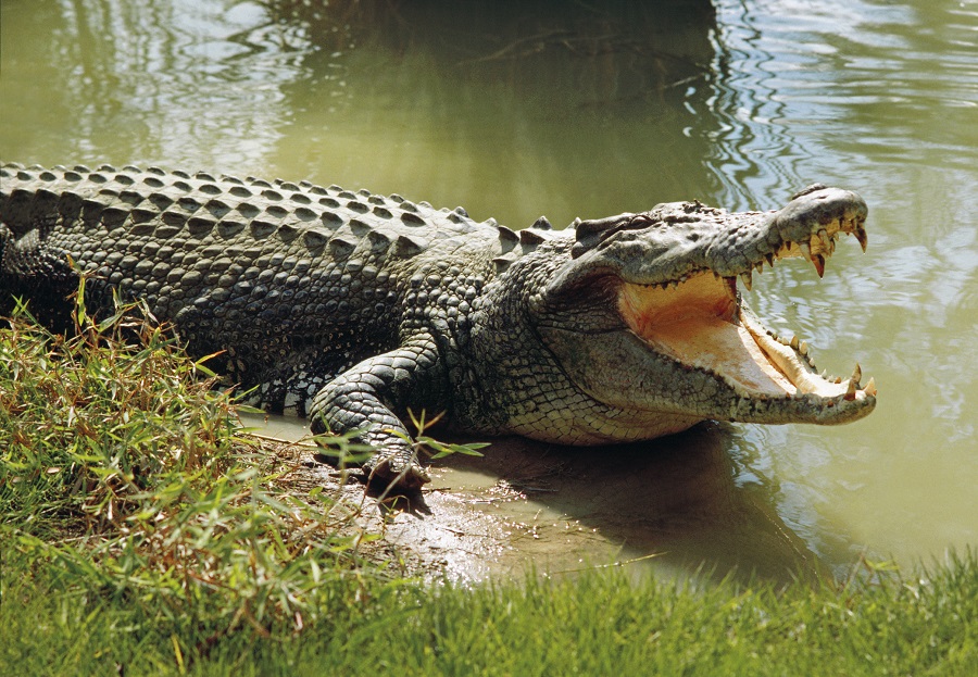 Saltwater crocodile (Crocodylus porosus) worlds largest living reptile, cooling himself with open mouth, Darwin, Northern Territory, Australia (Saltwater crocodile (Crocodylus porosus) worlds largest living reptile, cooling himself with open mouth, Da