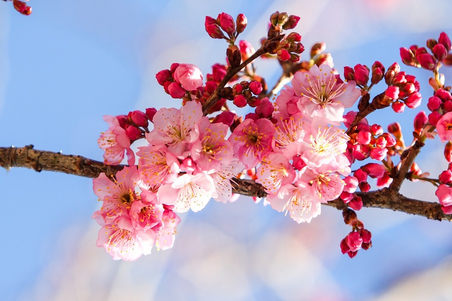 cherry-blossoms