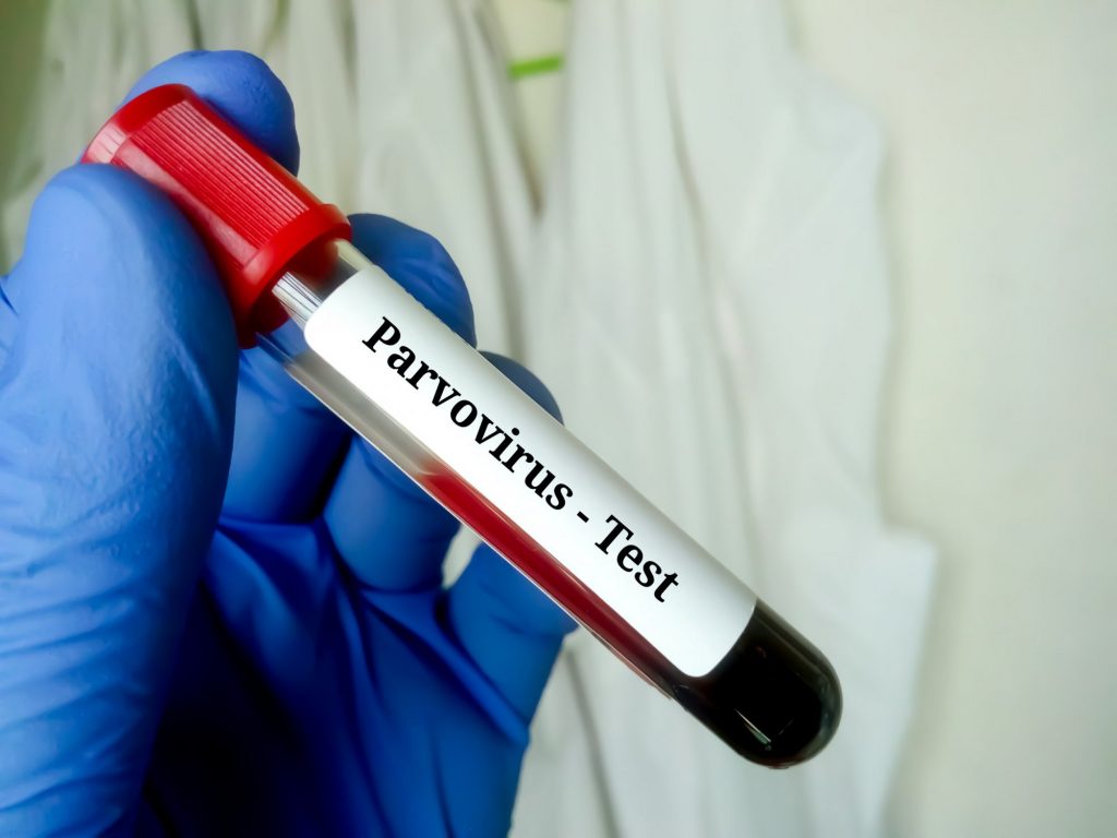 parvovirus