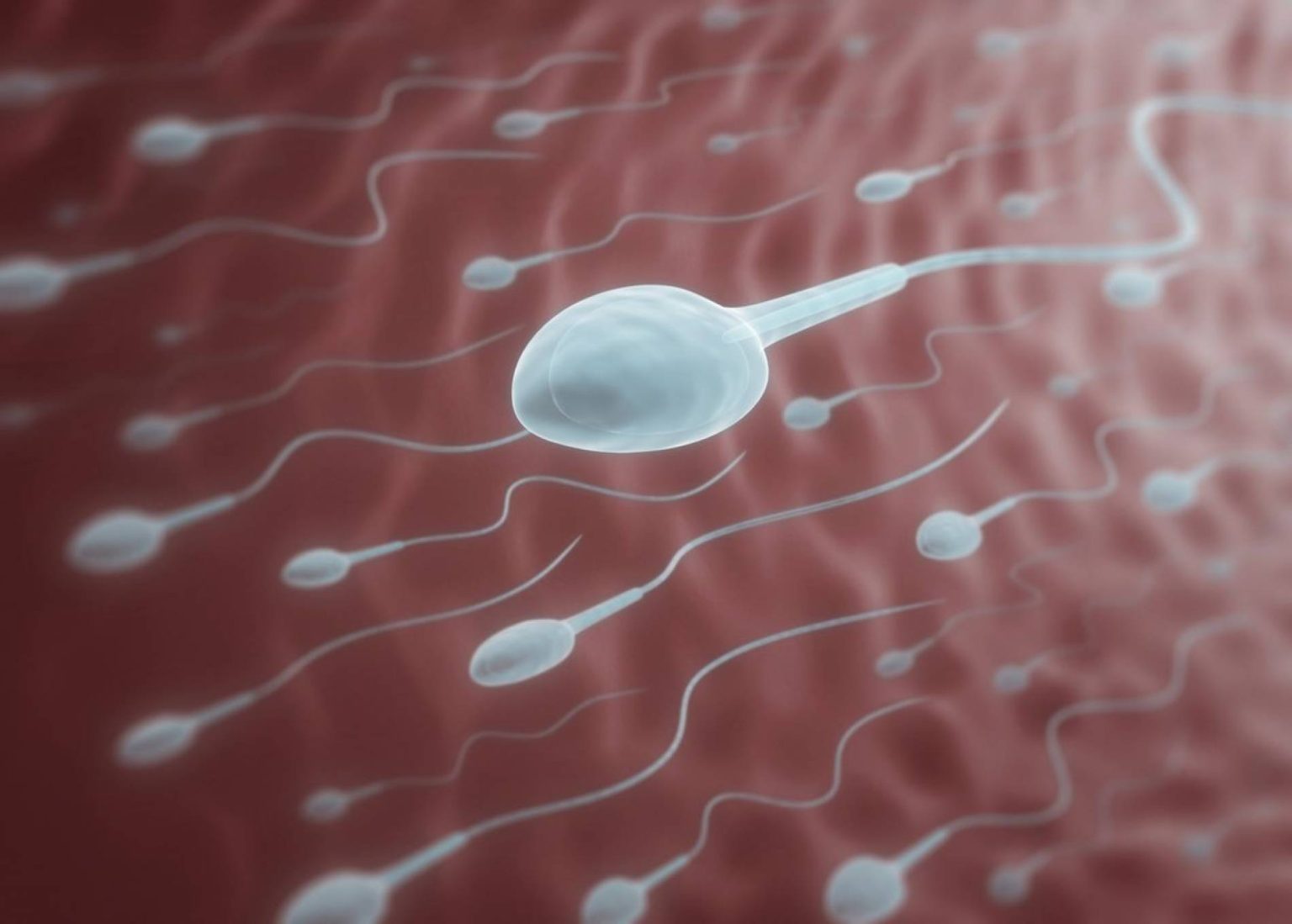 sperma-1536x1099