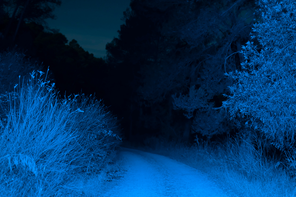 road-forest-night-time