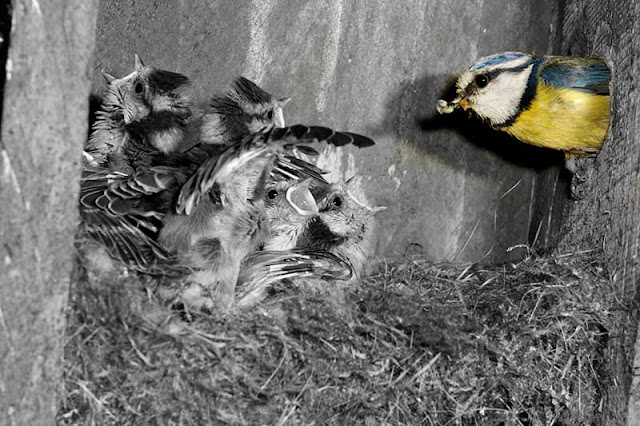 blue-tit-chicks-2