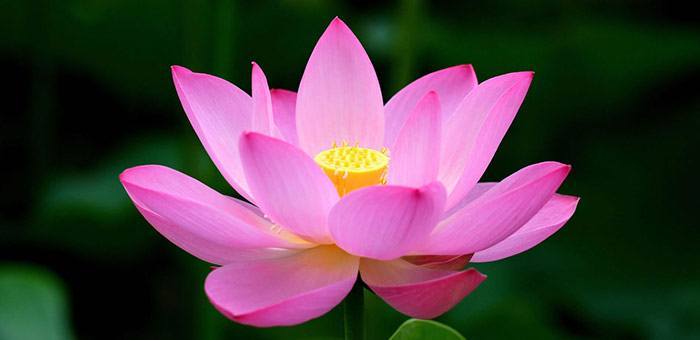 lotus-flower