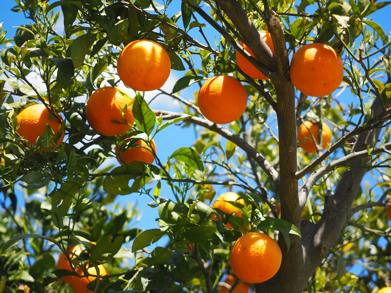 oranges-1117628_1280