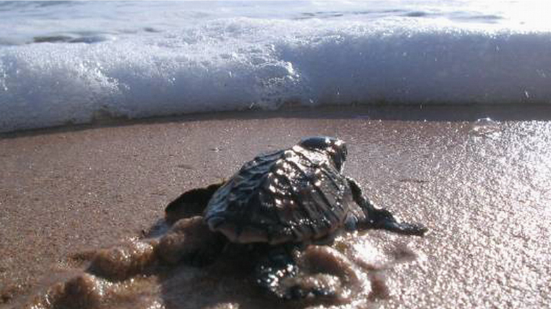 archelon2_top