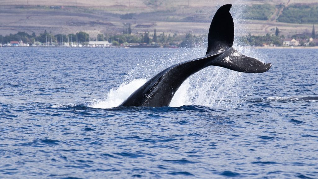 humpback-4996713_1280-1024x576-1