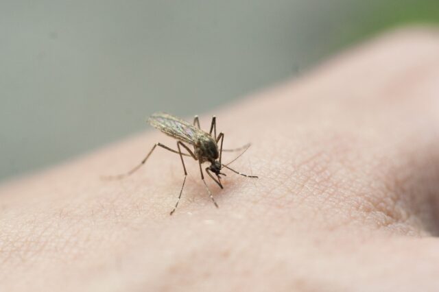 A mosquito drinks blood from his hand. The insect has bitten the skin. The sting of a mosquito penetrated the flesh. Painful bite in the arm. Mosquito protection thick skin. Blood inside the insect.