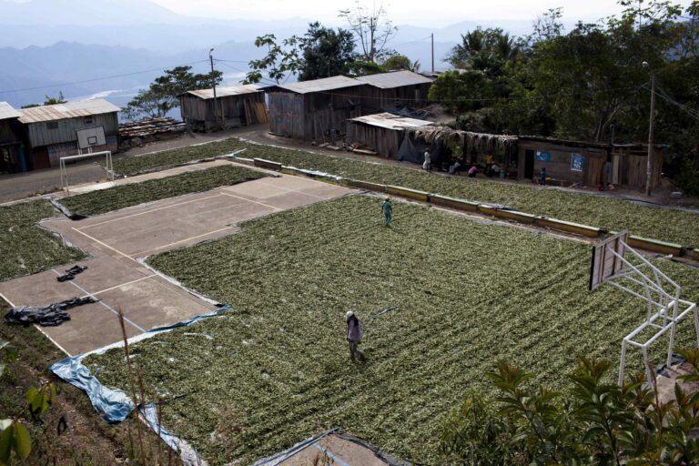 In this Sept. 27, 2013 photo, coca leaves are spread out on tarpaulins on the basketball court that doubles as a soccer pitch at the community center in Pichari, Peru. Pichari, a remote town in central Peru lies on the banks of the Apurimac river in a long valley that the United Nations says yields 56 percent of Peru's coca leaves. Peru last year displaced Colombia as the world's leading producer of coca leaf. But unlike Colombia, most cocaine produced in Peru is exported not to the United States but to Brazil, Argentina and Europe. (AP Photo/Rodrigo Abd)