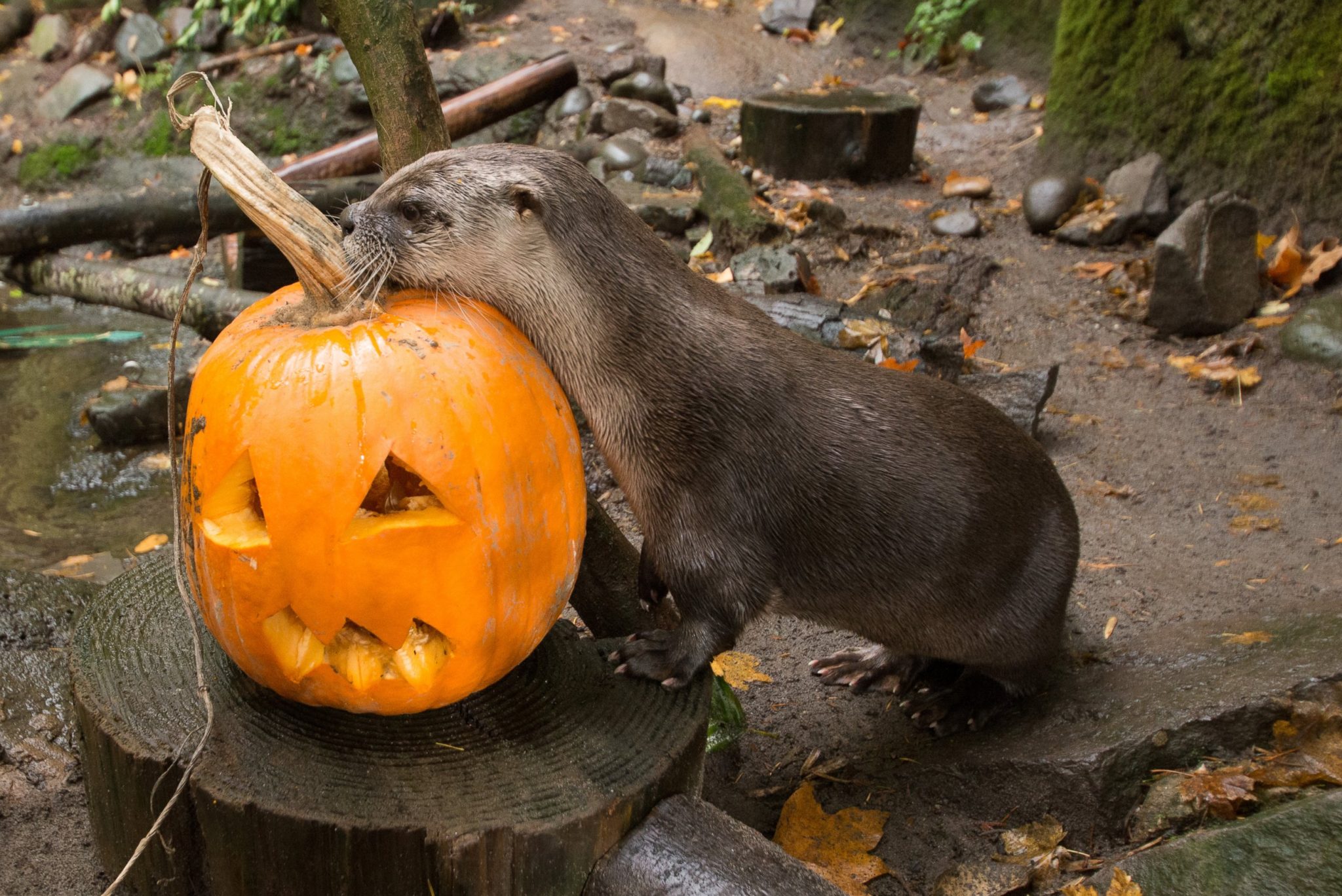 HT_animal_pumpkins_02_as_161026-2048x1368