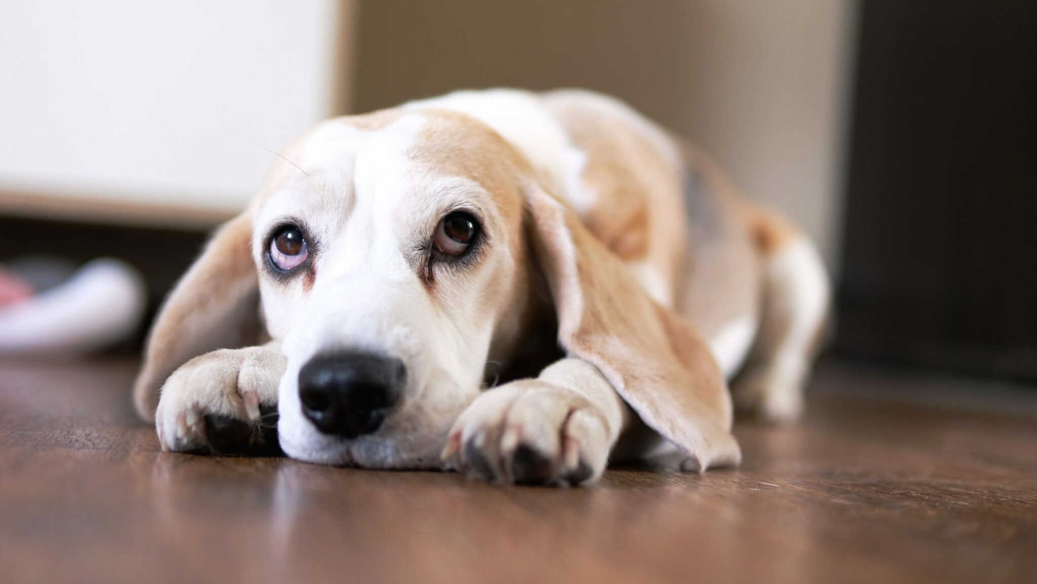 Close,Up,The,Beagle,Dog,Lies,On,The,Floor,Sad,