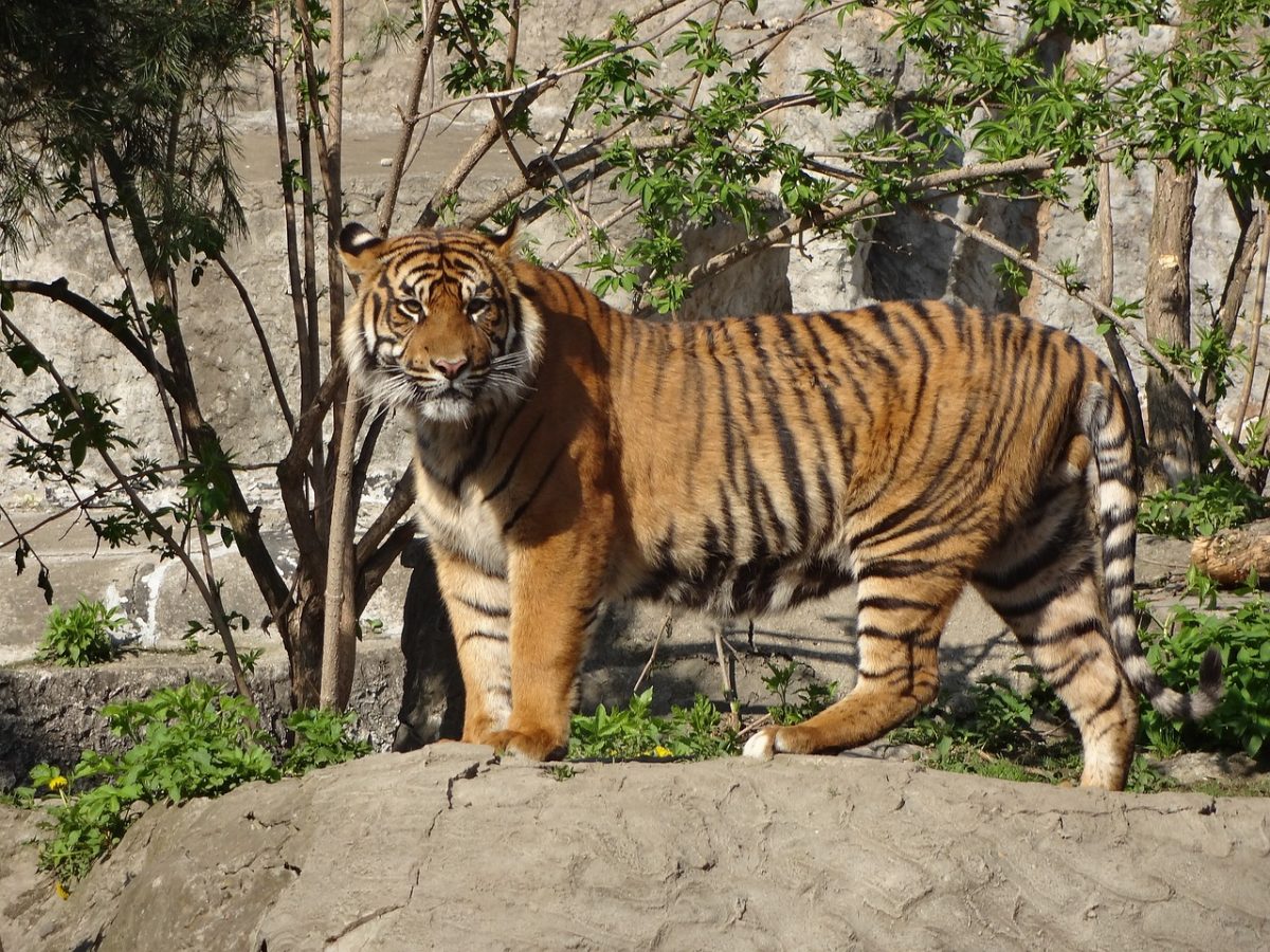 tiger-941882_1280-1200x900