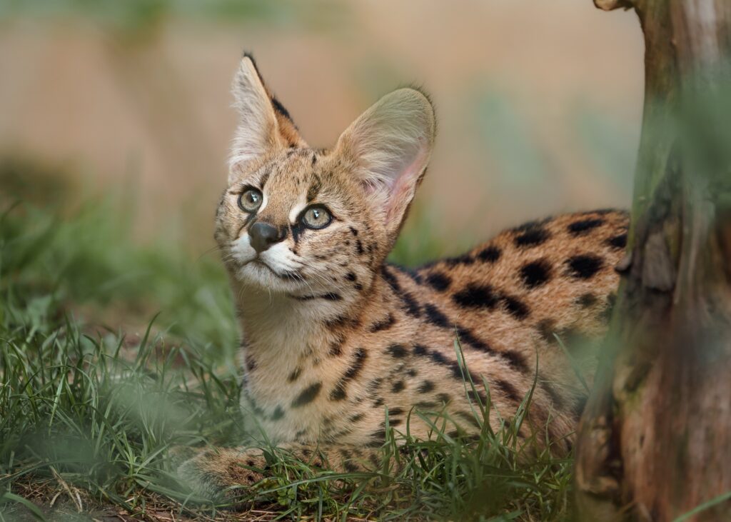 Portrait,Of,Serval,In,Grass