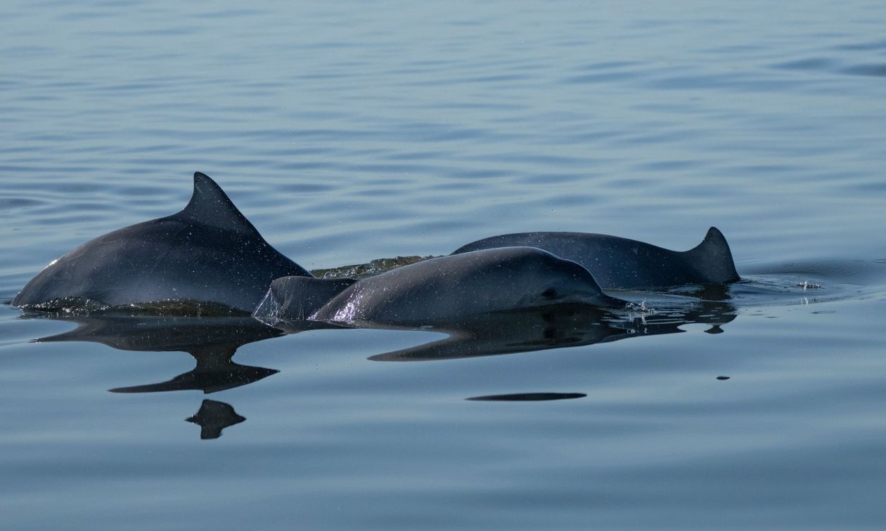 05d05811-dolphins