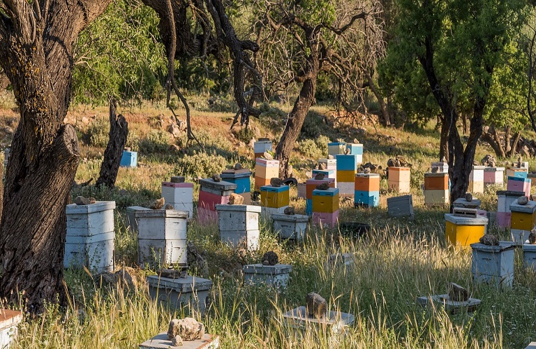 beehives-g243a7851f_1280