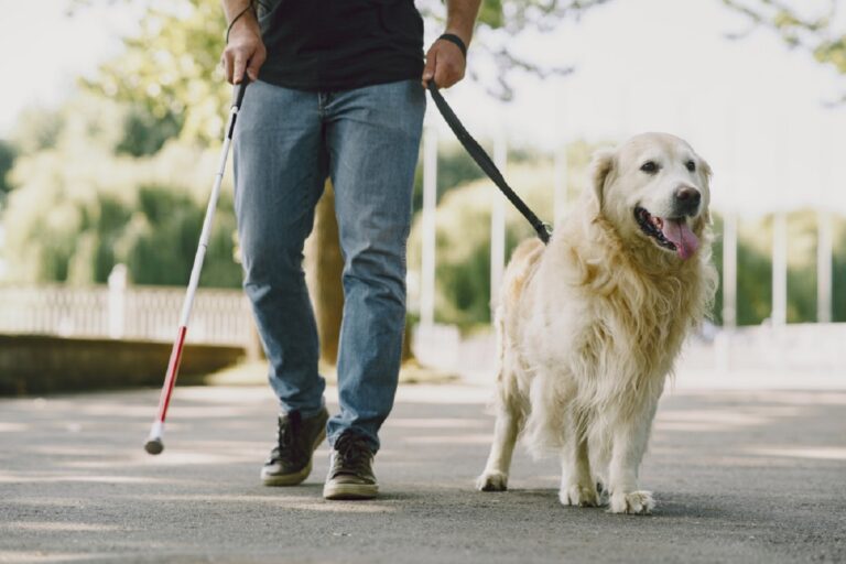 guide-dog-helping-blind-man-city-handsome-blind-guy-have-rest-with-golden-retriever-city-768x512