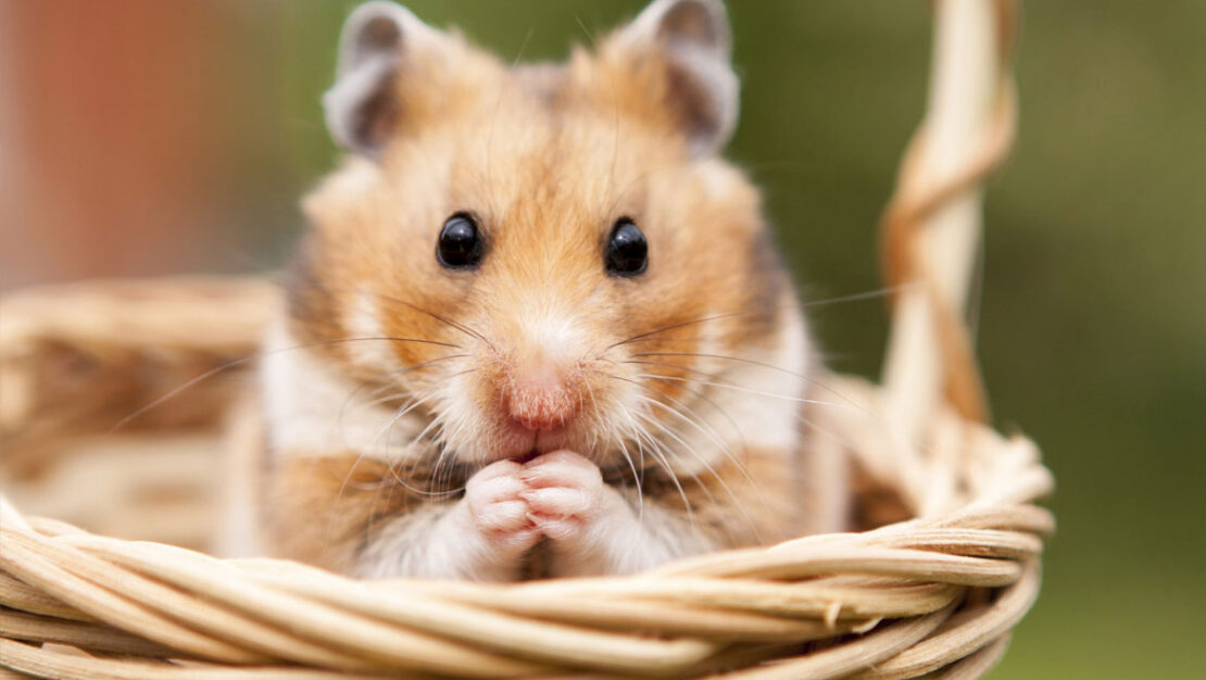 hamster-1110x626