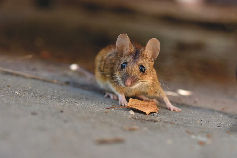 house-mouse