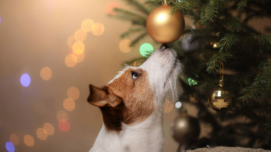 xmasdog-1110x626