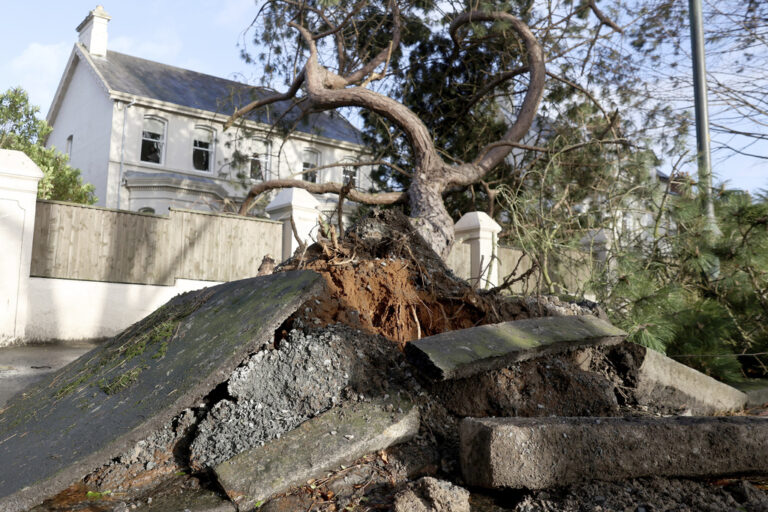 A fallen tree breaks up the pavement during storm Eowyn that hit the country in Belfast, Northern Ireland, Friday, Jan. 24, 2025.(AP Photo)