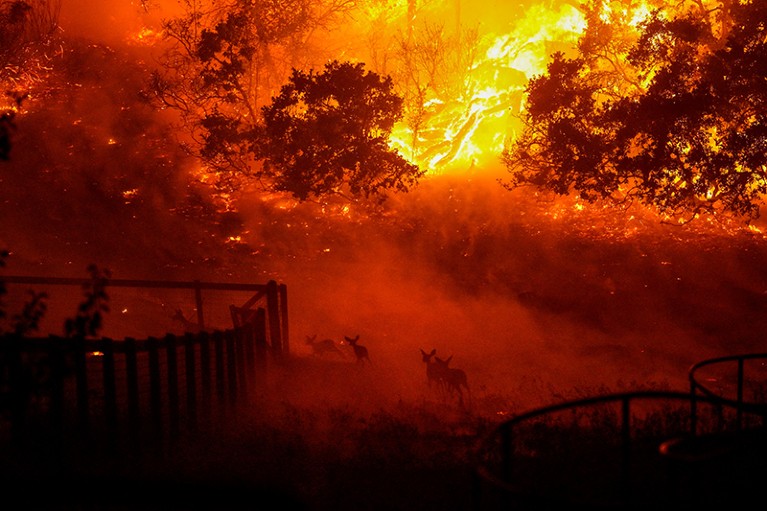 SANTA ROSA, CA - SEPTEMBER 28: Wildlife is seen running into an engulfed Skyhawk Park as firefighters battle the Shady Fire as it makes its way towards homes along Mountain Hawk Drive in Skyhawk Park on Monday, Sept. 28, 2020 in Santa Rosa, CA. (Kent Nishimura / Los Angeles Times via Getty Images)