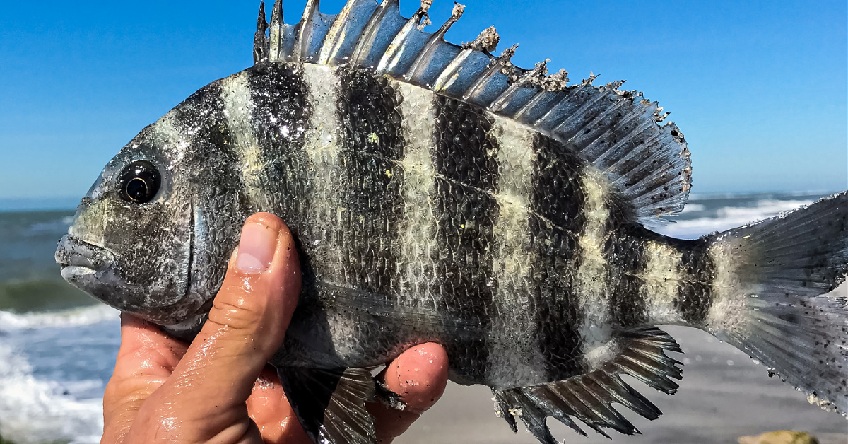 sheepshead-on-flats