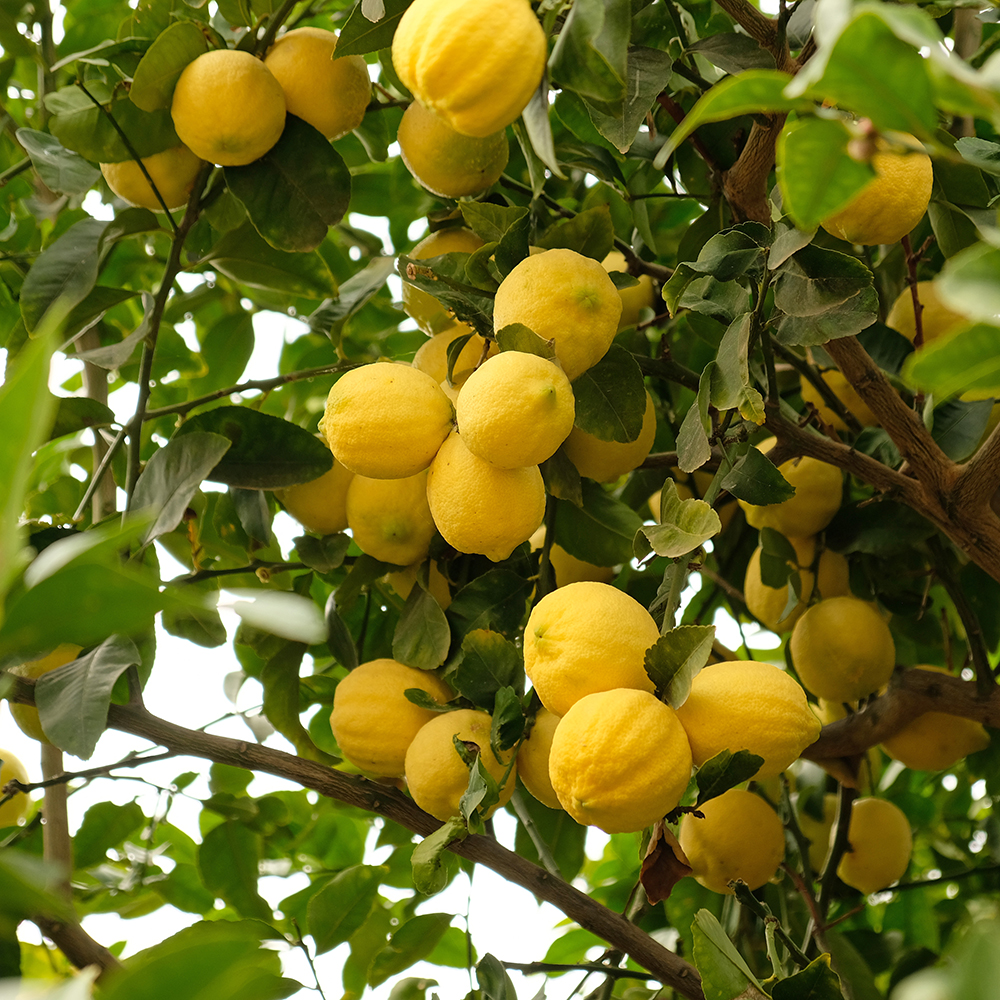 Yellow citrus lemon fruits and green leaves. Citrus Limon tree, close up. Bunch of fresh ripe lemons on a lemon tree branch in sunny garden. Close-up of lemons hanging from a tree in a lemon grove.