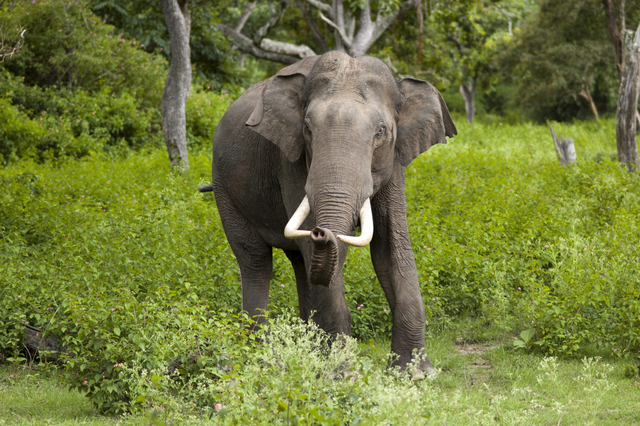 Elephas_maximus_Bandipur-2048x1365