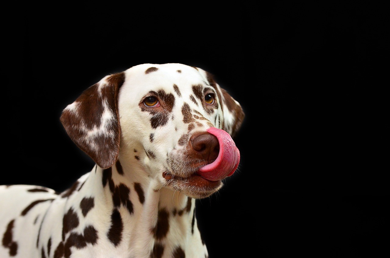 dalmatian-dog-pixabay