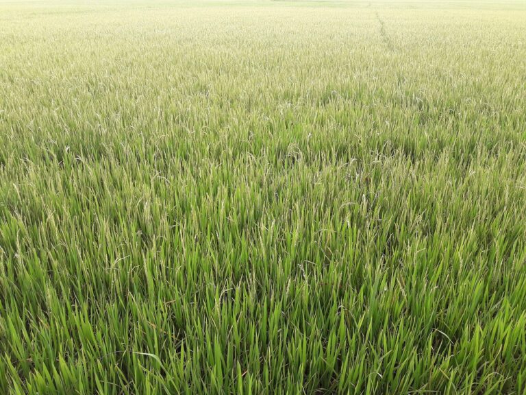 rice-paddies-nine-2853460_1280-1-768x576